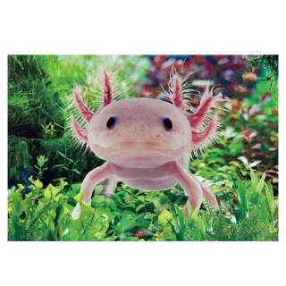 Pohlednice s live 3D efektem - Axolotl